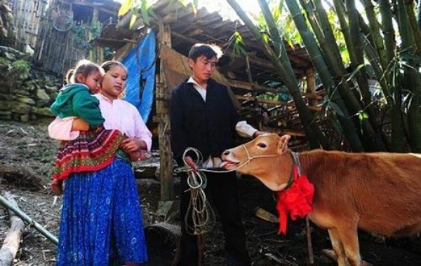 Dự án xóa đói giảm nghèo thông qua phát triển chăn nuôi tại vùng cao tây bắc